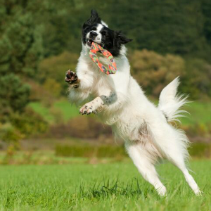 Major Dog Flying Felix - Fetch Toy