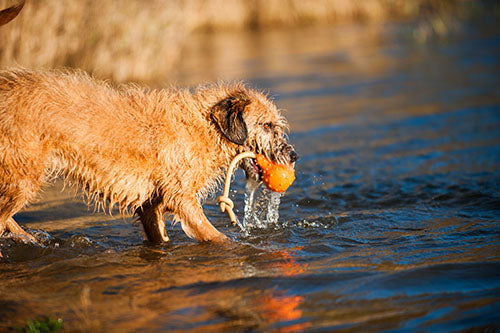 Major Dog Swimming Eddy Floating Fetch Toy with Handle - Large